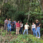 Reforestation